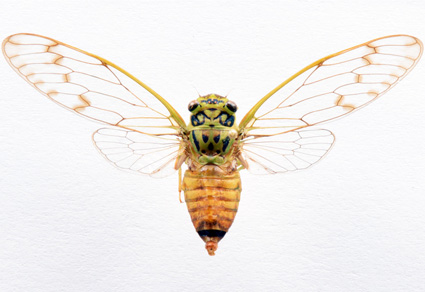 $publishedArticle->coverImageAltText