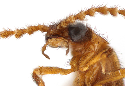 $publishedArticle->coverImageAltText