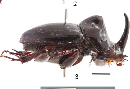 $publishedArticle->coverImageAltText