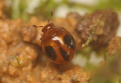 $publishedArticle->coverImageAltText