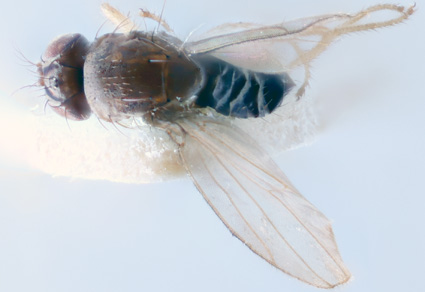 $publishedArticle->coverImageAltText