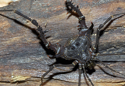 $publishedArticle->coverImageAltText