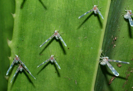 $publishedArticle->coverImageAltText