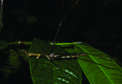 $publishedArticle->coverImageAltText