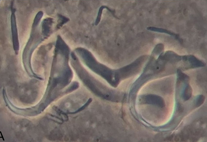 $publishedArticle->coverImageAltText