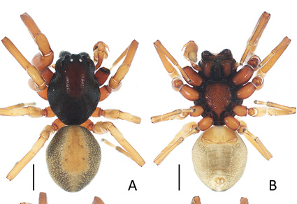 $publishedArticle->coverImageAltText