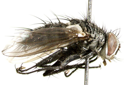 $publishedArticle->coverImageAltText