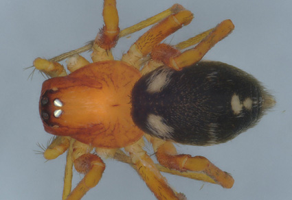 $publishedArticle->coverImageAltText