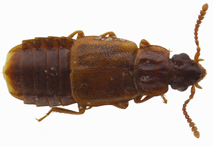 $publishedArticle->coverImageAltText