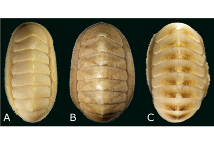 $publishedArticle->coverImageAltText