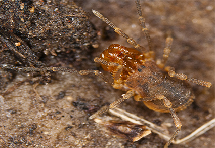 $publishedArticle->coverImageAltText