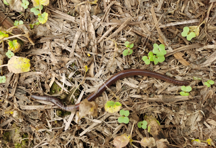 $publishedArticle->coverImageAltText