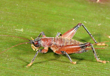 $publishedArticle->coverImageAltText