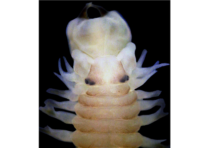 $publishedArticle->coverImageAltText