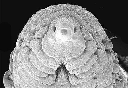 $publishedArticle->coverImageAltText