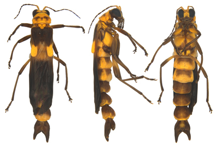 $publishedArticle->coverImageAltText