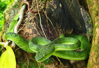 $publishedArticle->coverImageAltText