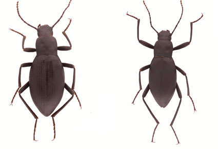 $publishedArticle->coverImageAltText