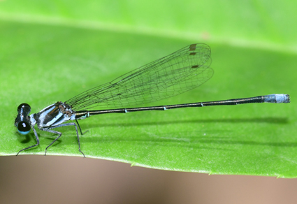 $publishedArticle->coverImageAltText