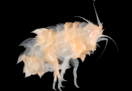 $publishedArticle->coverImageAltText