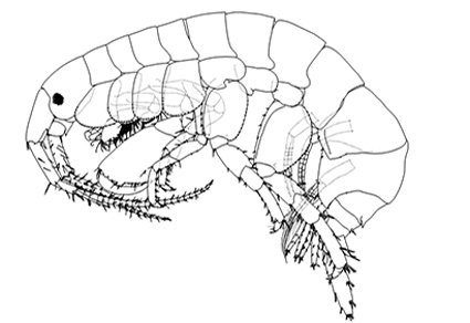 $publishedArticle->coverImageAltText