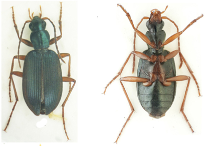 $publishedArticle->coverImageAltText