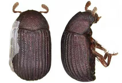 $publishedArticle->coverImageAltText