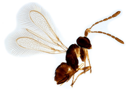 $publishedArticle->coverImageAltText