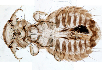 $publishedArticle->coverImageAltText