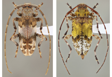 $publishedArticle->coverImageAltText