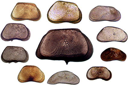 $publishedArticle->coverImageAltText