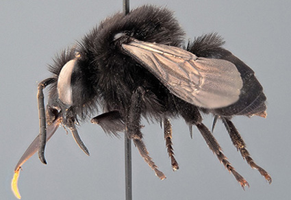 $publishedArticle->coverImageAltText