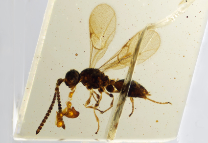 $publishedArticle->coverImageAltText