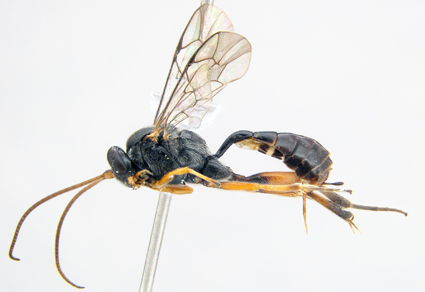 $publishedArticle->coverImageAltText