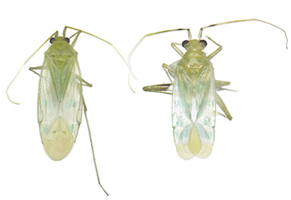 $publishedArticle->coverImageAltText