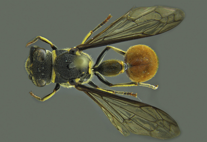 $publishedArticle->coverImageAltText