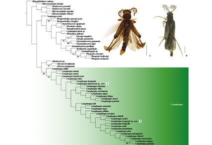 $publishedArticle->coverImageAltText