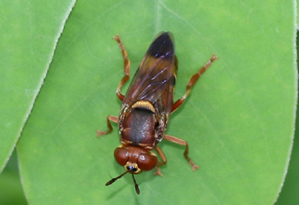 $publishedArticle->coverImageAltText