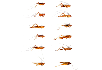 $publishedArticle->coverImageAltText