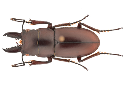 $publishedArticle->coverImageAltText