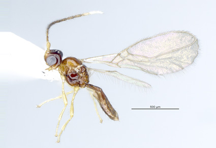 $publishedArticle->coverImageAltText