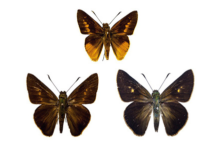 $publishedArticle->coverImageAltText