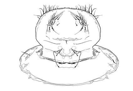 $publishedArticle->coverImageAltText