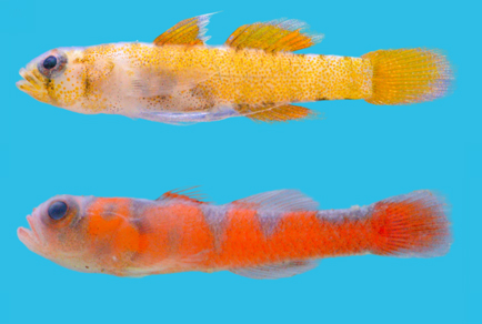 $publishedArticle->coverImageAltText