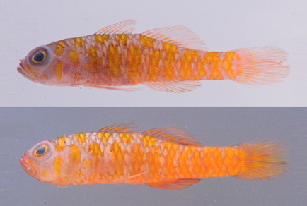 $publishedArticle->coverImageAltText