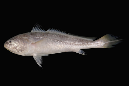 $publishedArticle->coverImageAltText