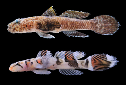 $publishedArticle->coverImageAltText