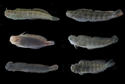 $publishedArticle->coverImageAltText