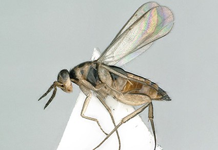 $publishedArticle->coverImageAltText