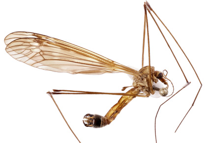 $publishedArticle->coverImageAltText